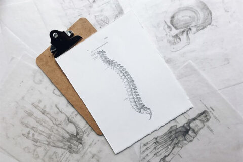 spine-drawing