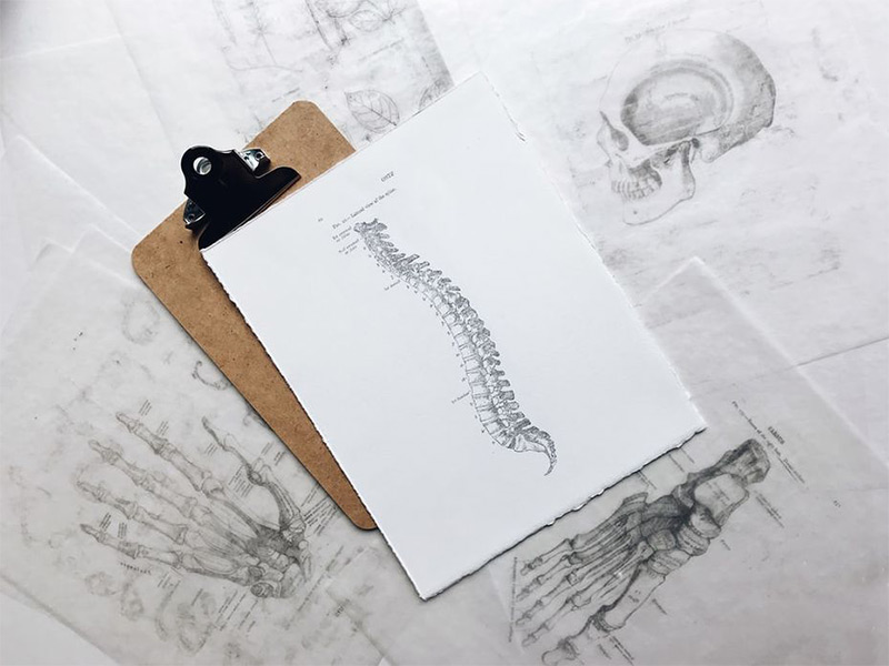 spine-drawing